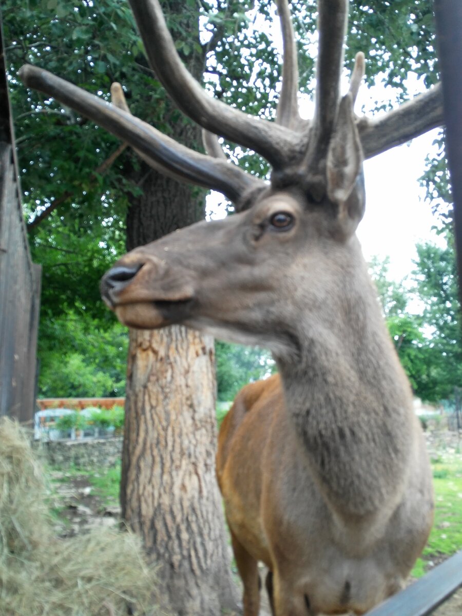 Ему шпаргалки не нужны - он и так красивый))) фото из личного архива автора
