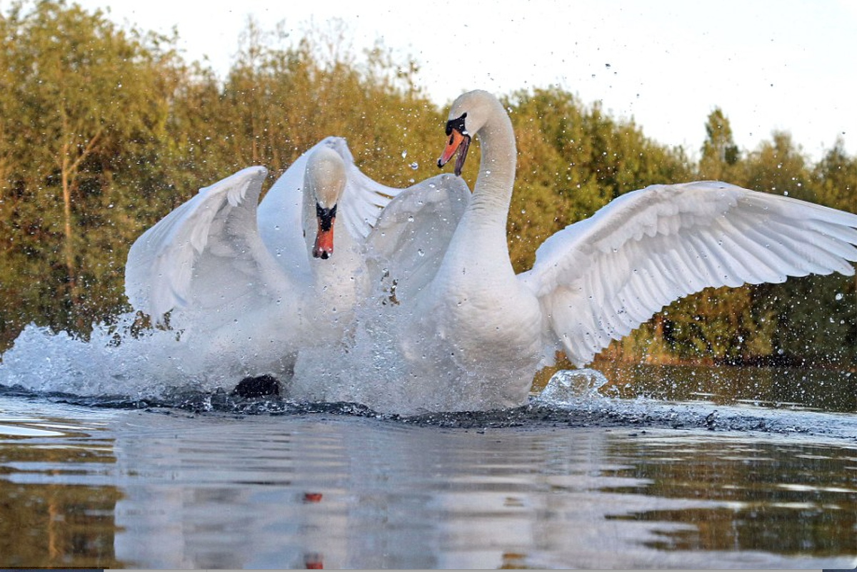 Белые лебеди на озере. Лебедь. Лебеди на озере. Пара лебедей. Белый лебедь.
