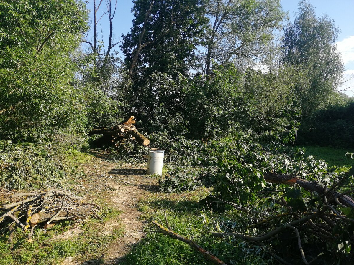 Такая картина была после ухода председателя. Фактически остались только стволы, а все или большинство веток спилены. Пока затрудняюсь сказать точно, так как разгребаю последствия еще.