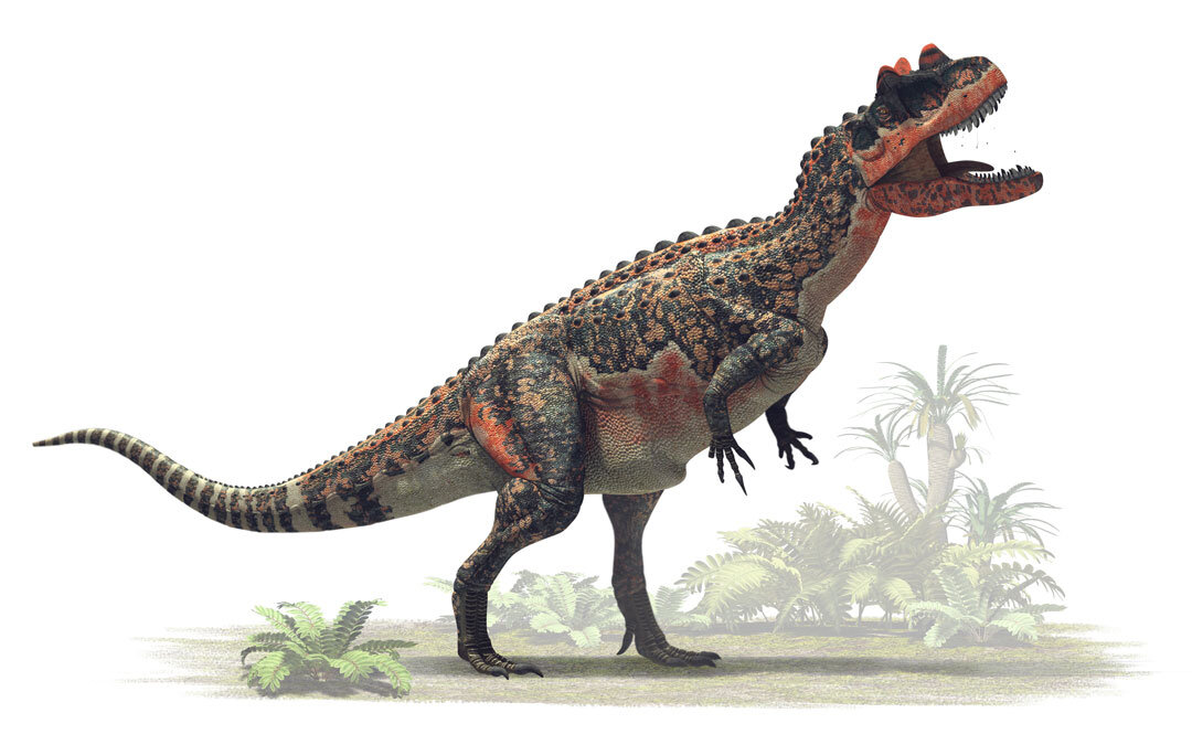 Цератозавр во всей красе.