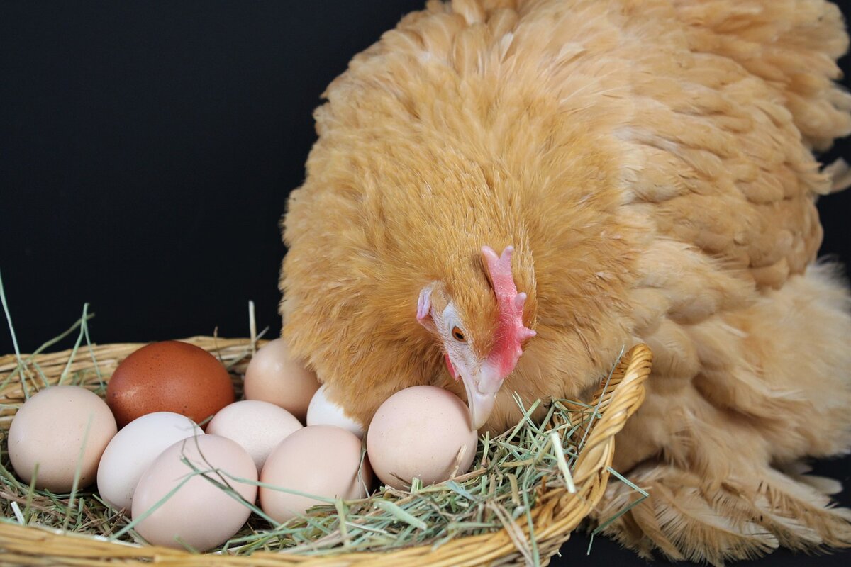 Las gallinas ponen huevos sin gallo