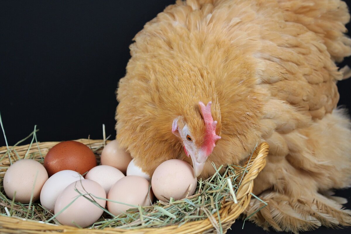 Gallina poniendo huevo