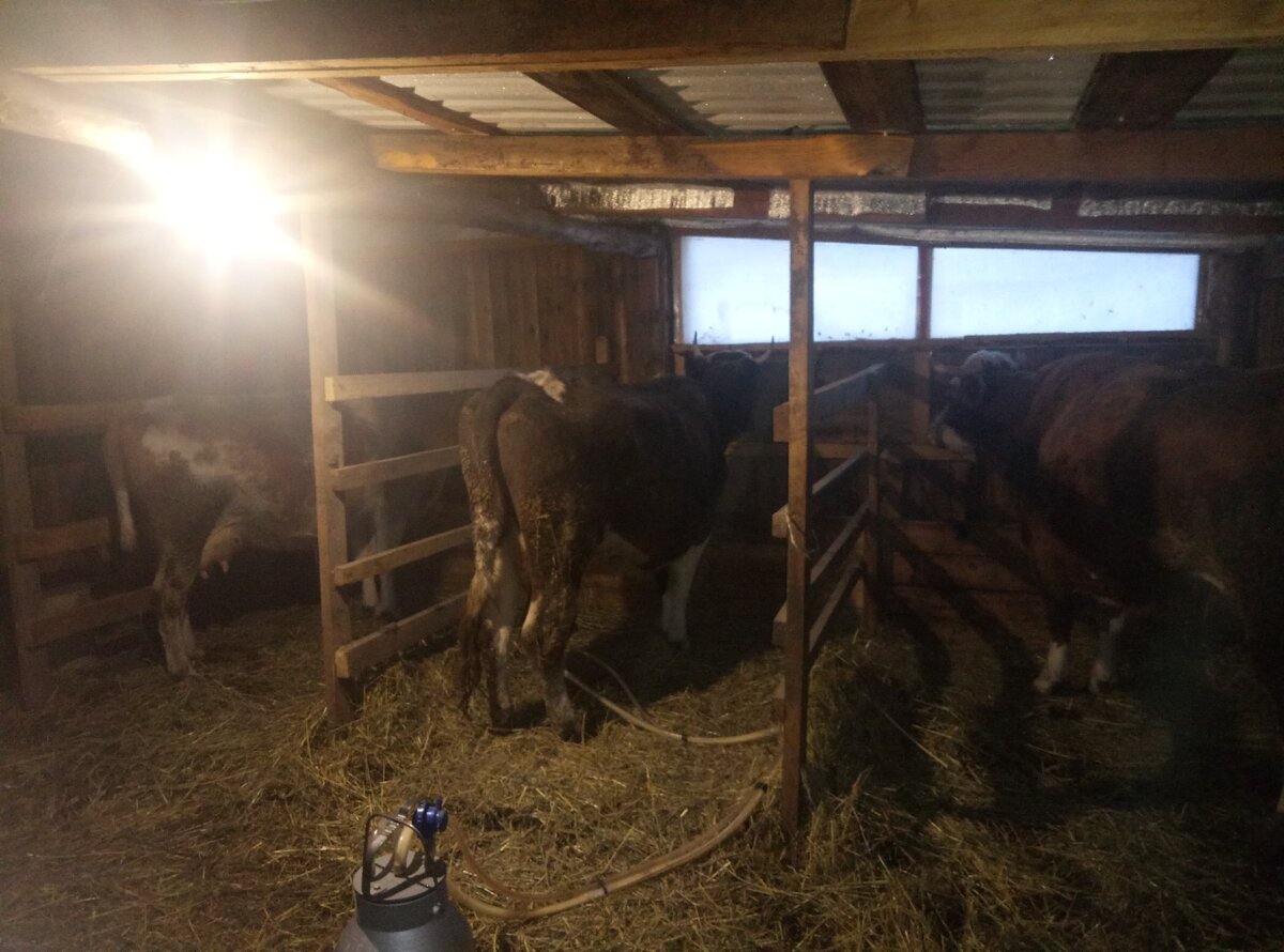 Апрюшка вторая на очереди доиться.