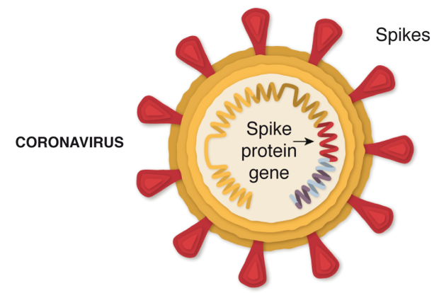 Рисунок 1. Структура коронавируса. Белковые шипы (‘Spikes’), гены (участок, которые  кодирует белки-шипы помечен красным) и сама капсула коронавируса.