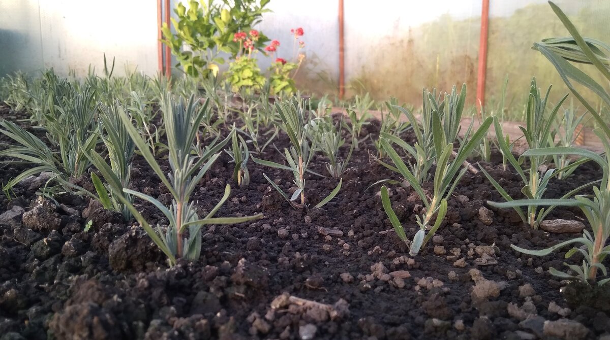 Начеренковала немного. Фото автора.