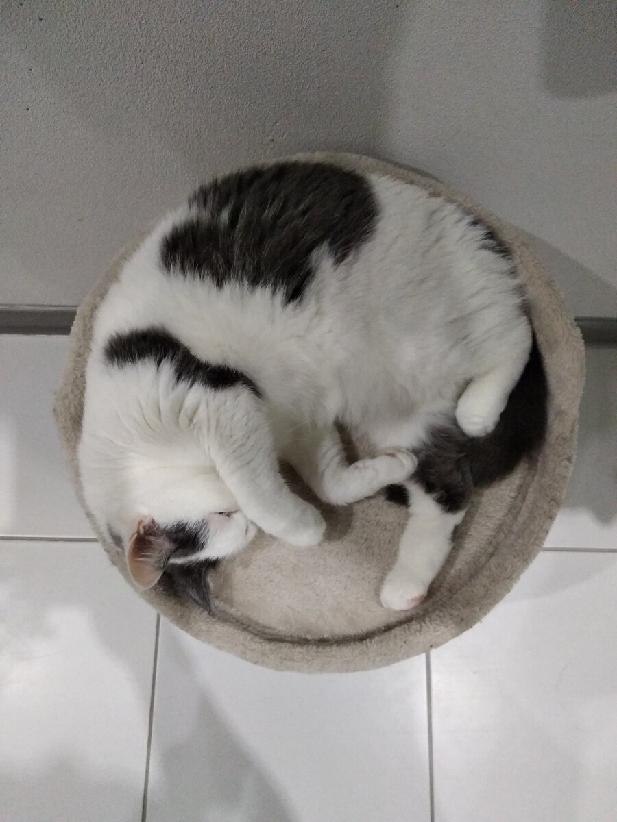 кошка. как вода - заполняет занимаемые ей объемы)