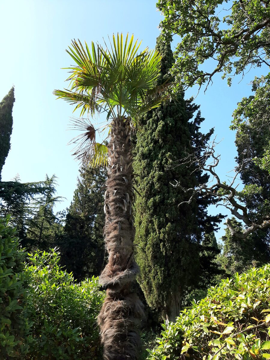 Форосский парк и усадьба чайного магната А.Кузнецова🌳🌴🌱 | Крым. История  | Дзен