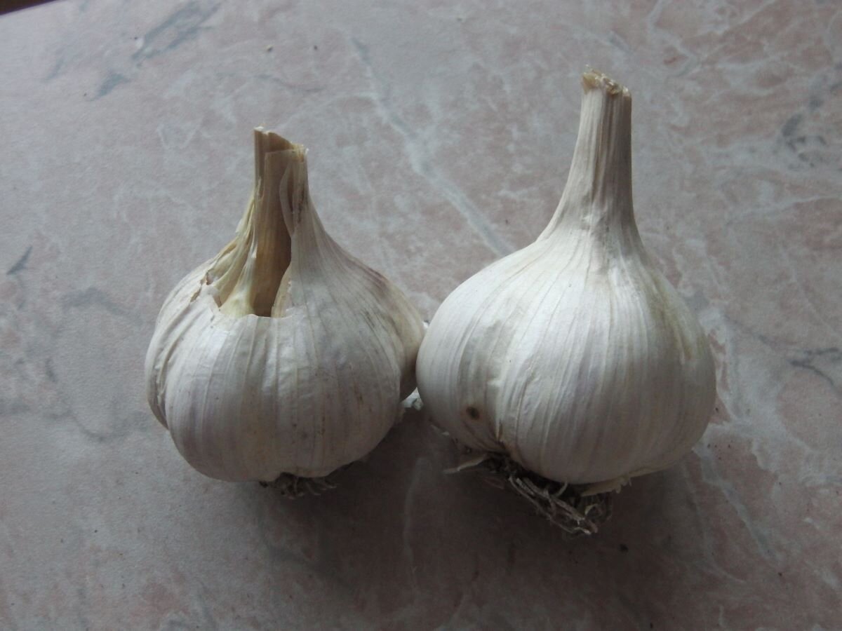 Чеснок долго хранится. Фото автора