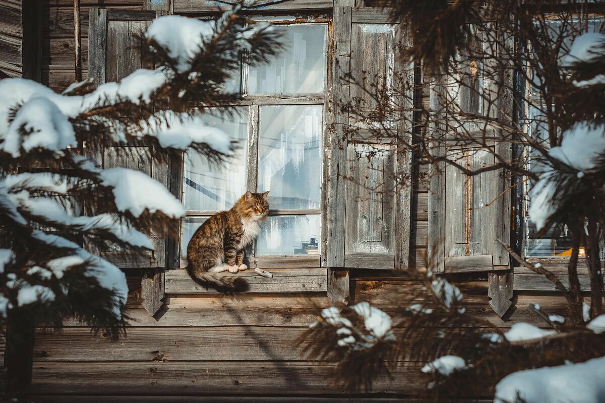 Домик снегом на окне. Кошка на окне. Зима за окном в деревне. Зимнее окно. Котик на окне в деревне.