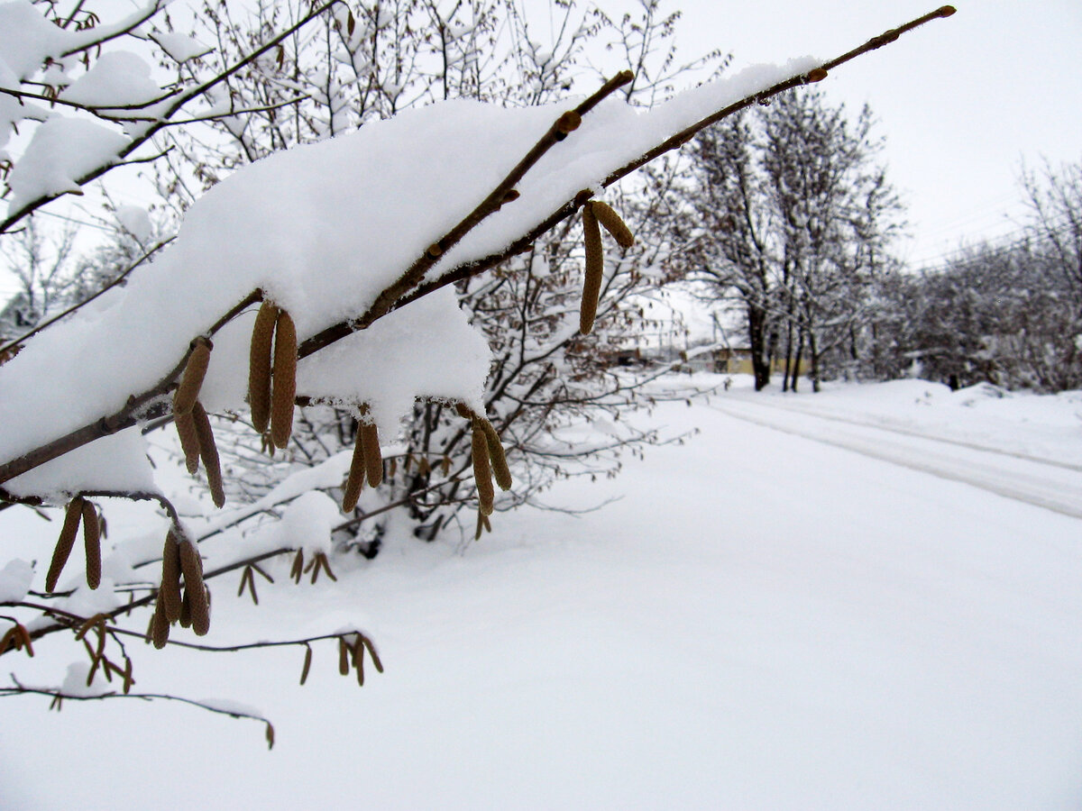 Морозная Кубань. После снегопада, Кубань похожа на Сибирь (фото автора) 