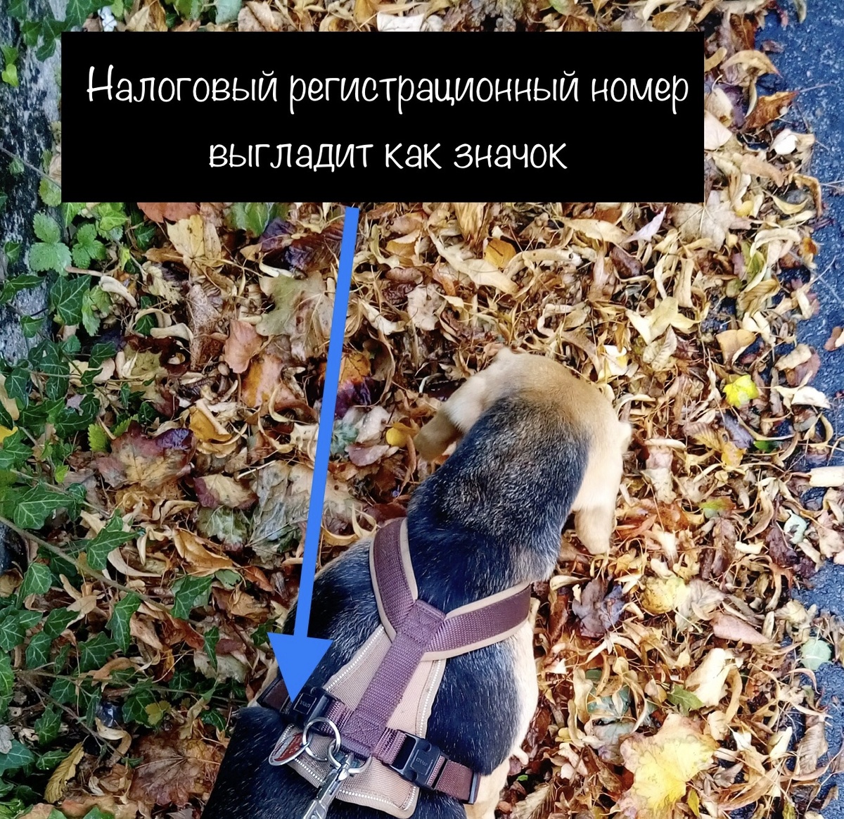 Налоговый номер удобно прикрепить к шлейке. Значок содержит номер и город. 