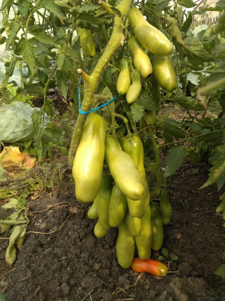 Фото мое, помидорки сорта Казанова