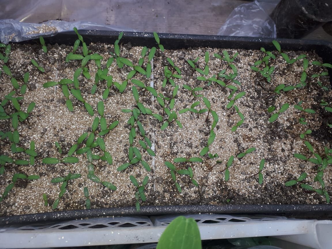 Всходы тонколистных бархатцев в прошлом сезоне чуть не погибли от "чёрной ножки". Всходы спас вермикулит. 