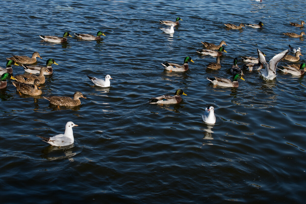 Утки на море в сочи. Дендрарий сочи животные в вольере. Водоплавающие дикие утки. Утки в сочи. Утка сочи морпорт.