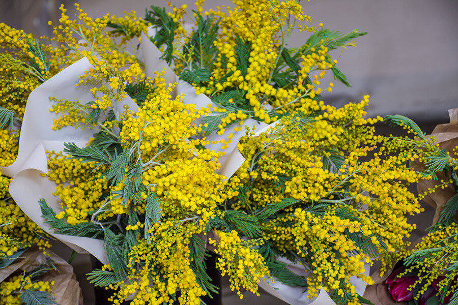 Мимоза мирандол. Мимоза хостилис. Мимоза египетская. Мимоза в абхазии. Мимоза оптом.