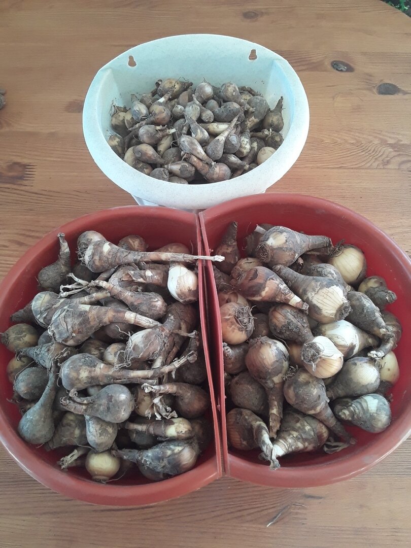 Точно определяю, что это все - нарциссы