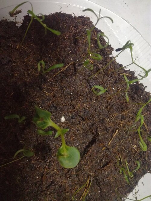 Это володушка, которую я сажала пророщенными семенами