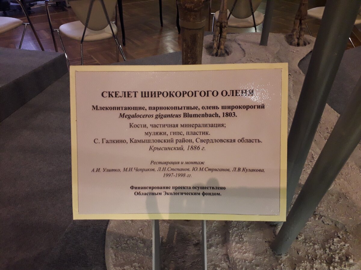 Единственный в мире полный скелет широкорого оленя: почему в Екатеринбурге  стоит сходить в музей Природы? | Пути-дорожки | Дзен