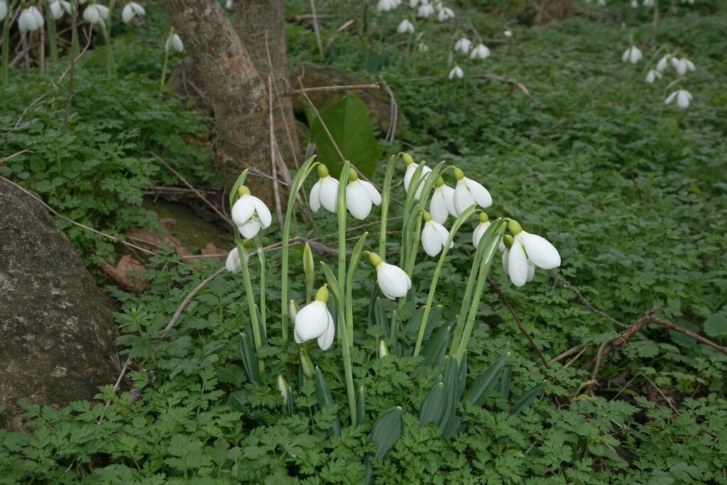 Подснежник Складчатый  