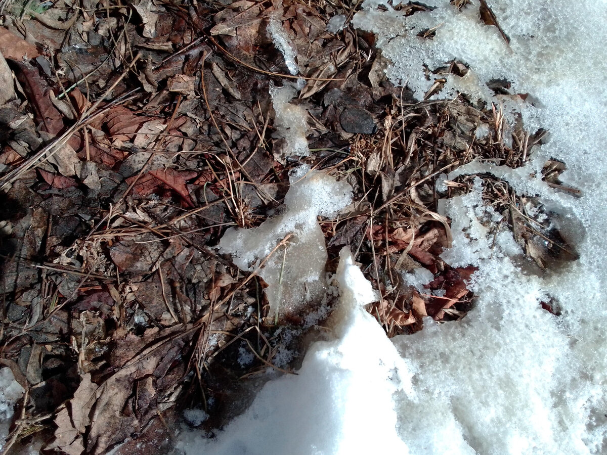 А весна-то поблизости где-то)))...  В кои-то веки могу написать: "Фото автора"