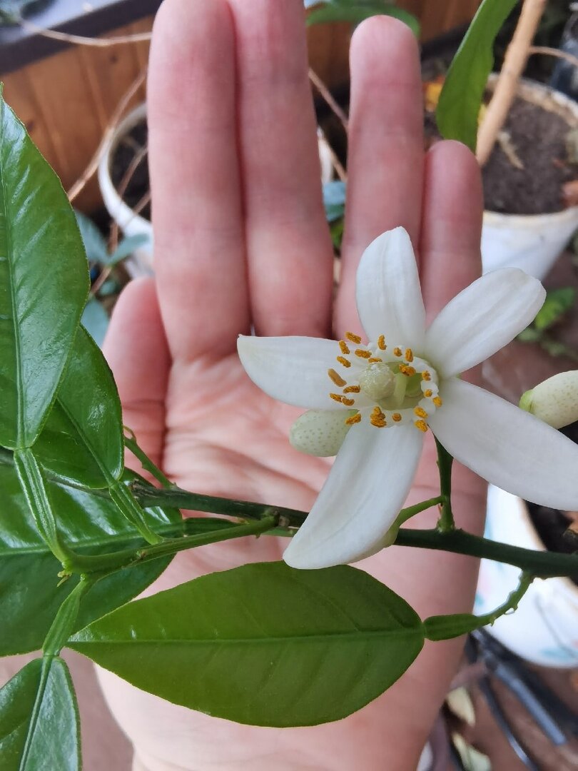 А это вам немножко весны. У нас апельсин зацвел. До этого было 3 цветка и вырос 1 апельсин. А сейчас цветов не сосчитать... Да. Апельсин был ооочень сладкий и без косточек.