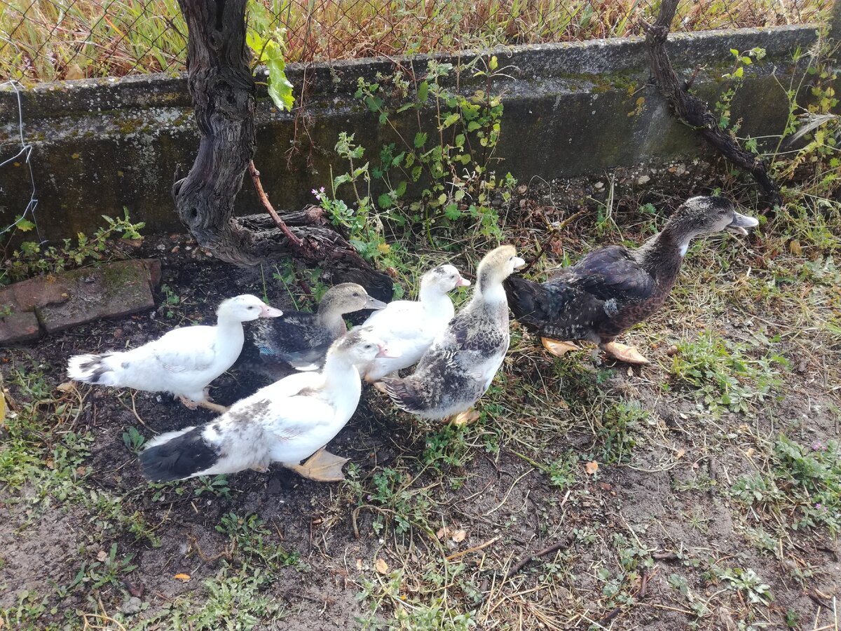 Пострадавшие малыши уже обработаны