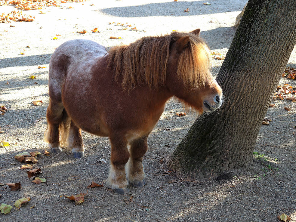 Изображение из открытых источников Яндекс