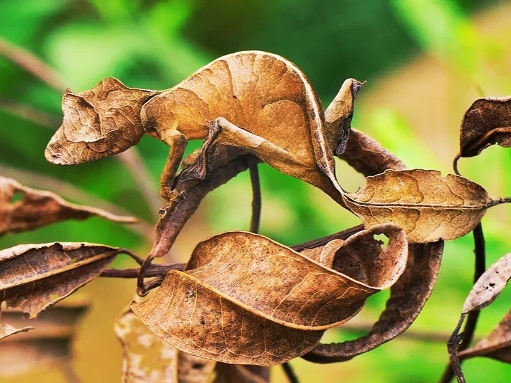 Листохвостый Мадагаскарский геккон. 