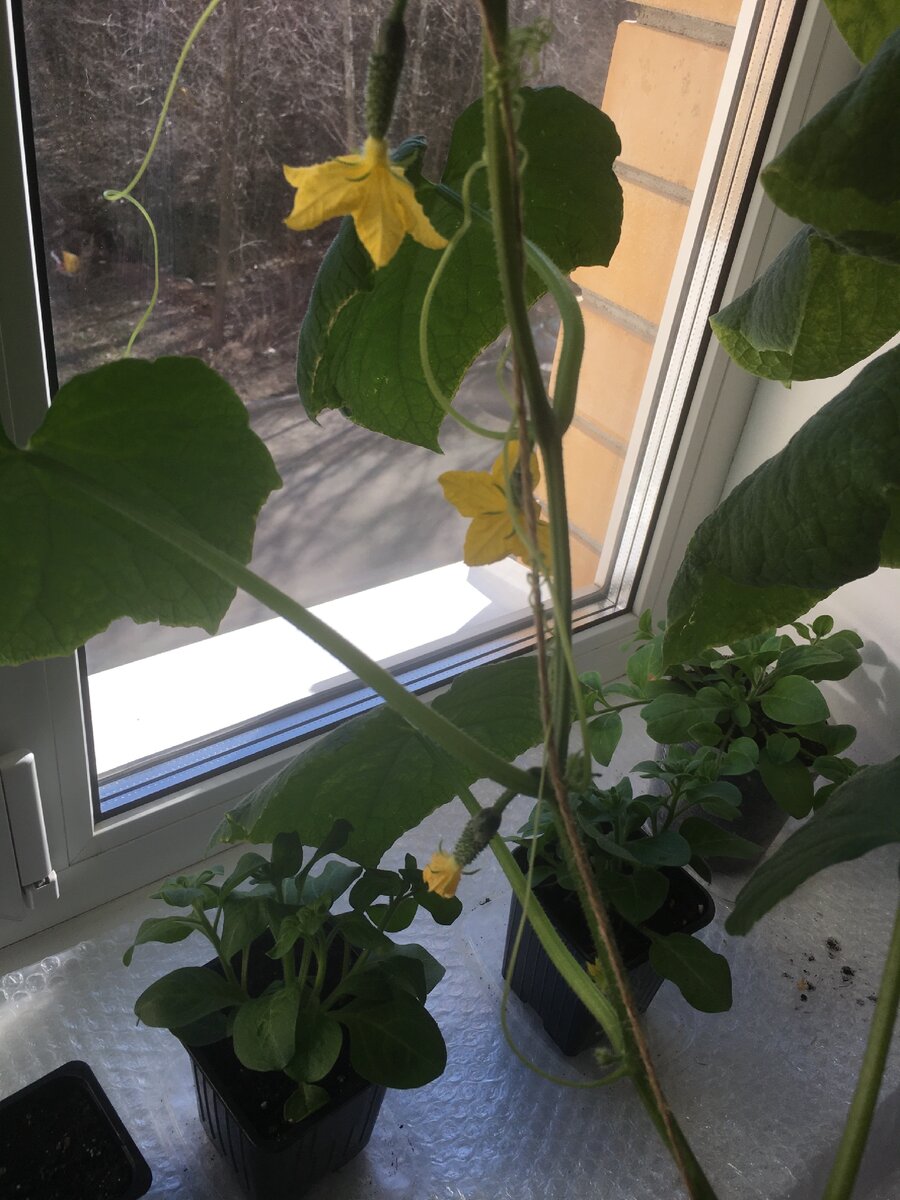 Вот такие огурки 😉