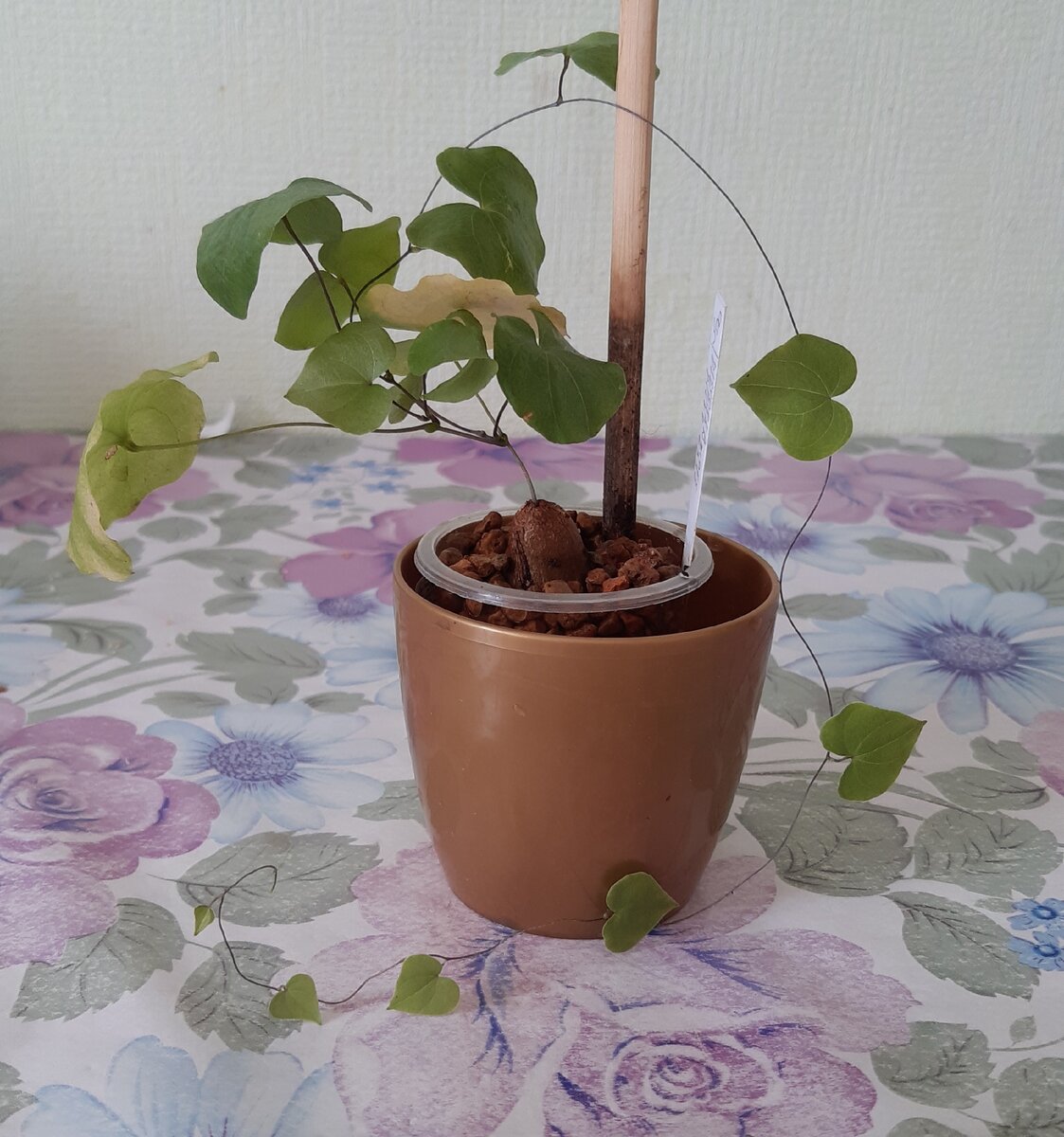 Диоскорея слоновая, или слоновья нога, или готтентотский хлеб