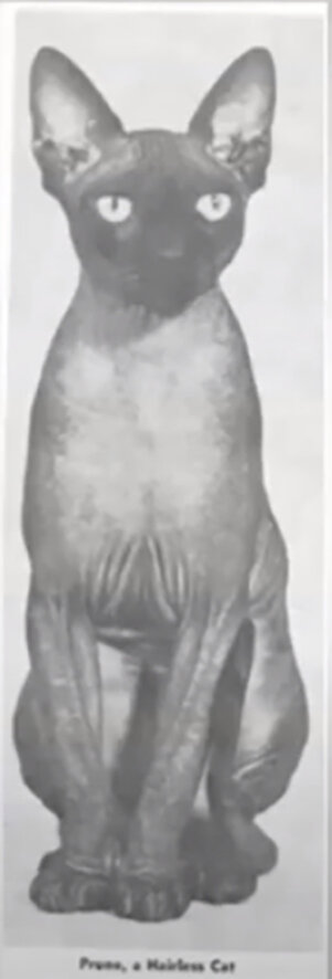 Прун
