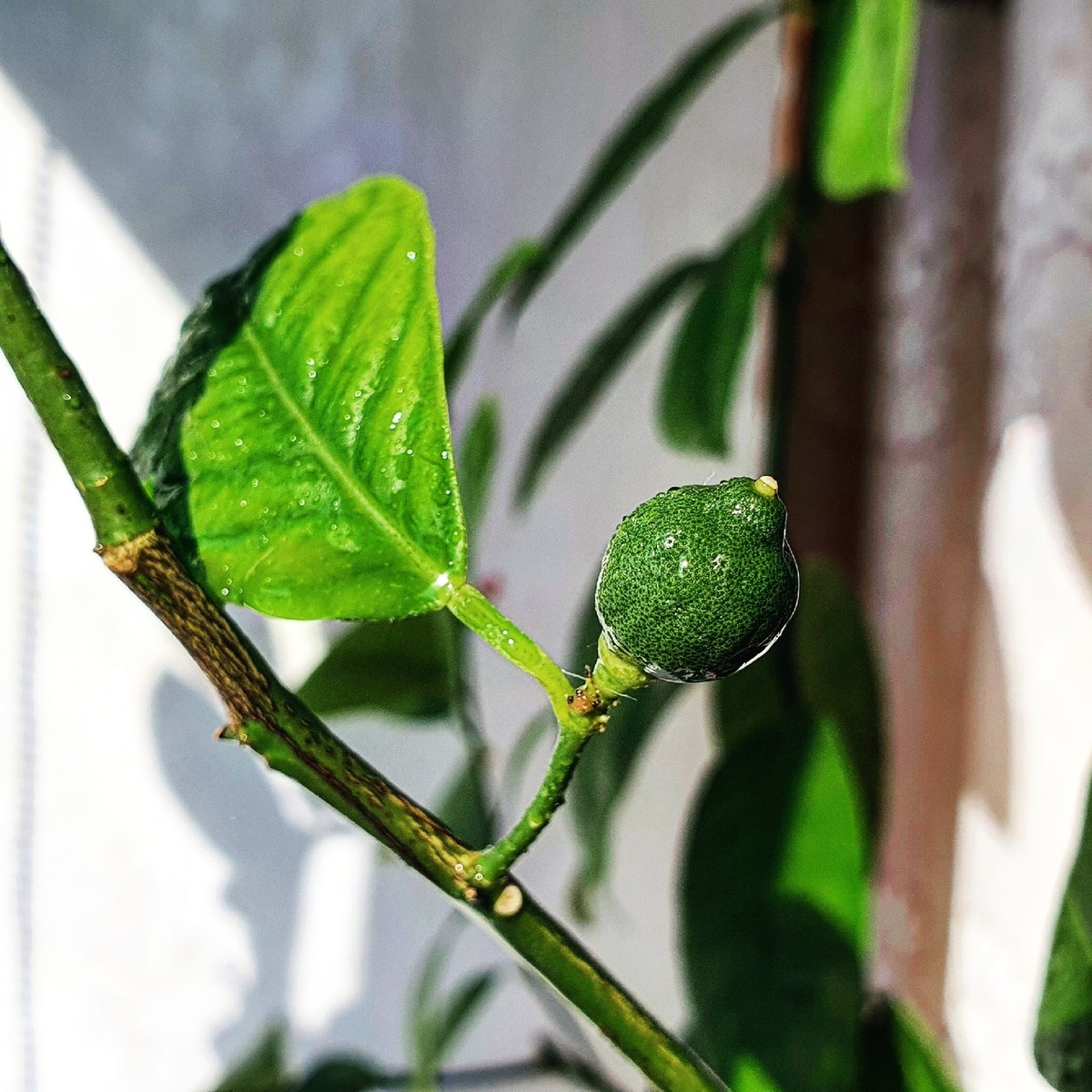 Фото Лужецкой Натальи плод  ее каламондина  21 марта 2021 года