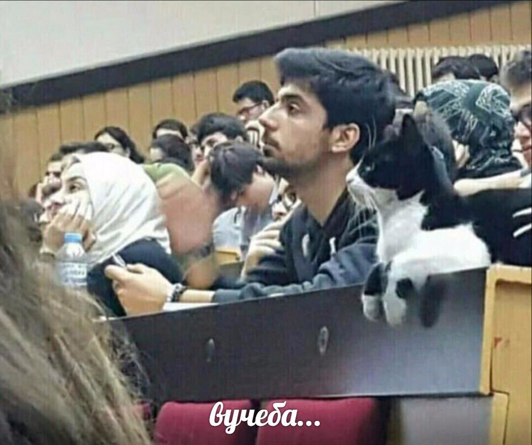 Вместо хозяина ходит на лекции
