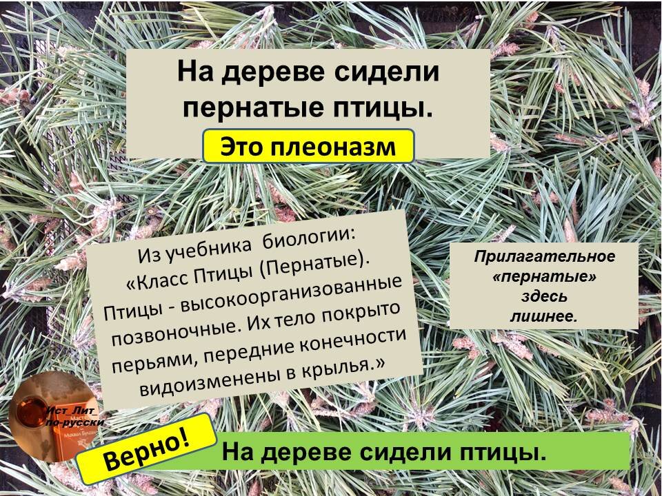 пернатые птицы - плеоназм Авторский материал
