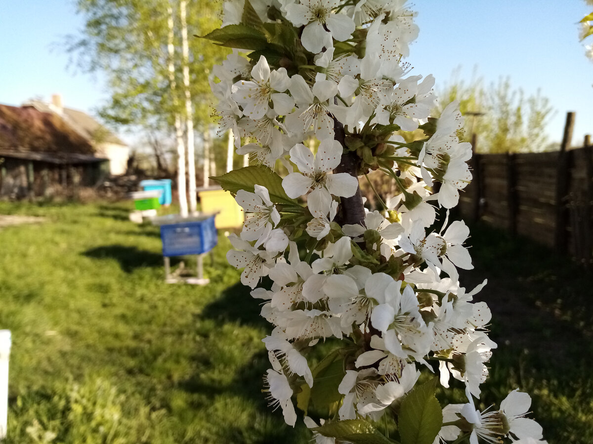 Весна на пасеке. Постановка вощины