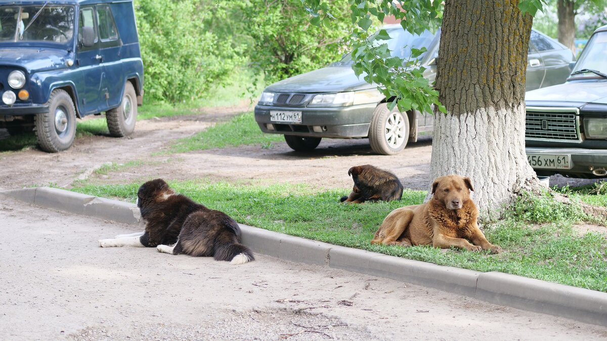 Красный Сулин