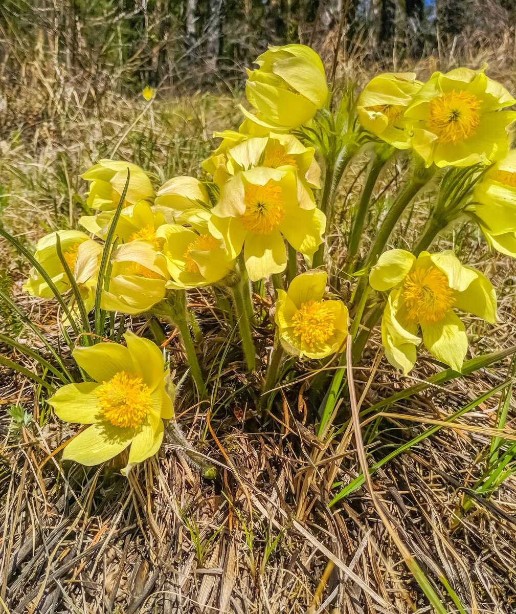 Растения южного урала. Первоцветы. 5 Растения Южного Урала. Леплук растения Южного Урала