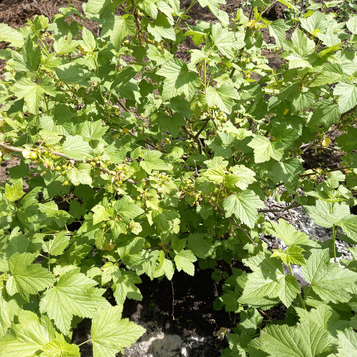 ягоды только что завязались