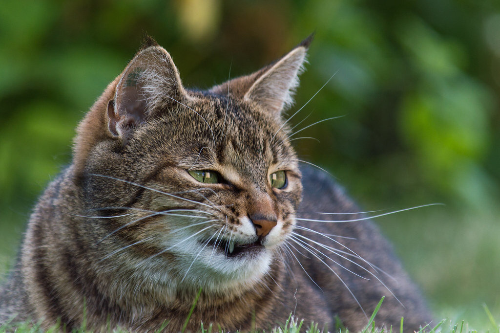 Мое лицо, когда ты говоришь "Me like..."