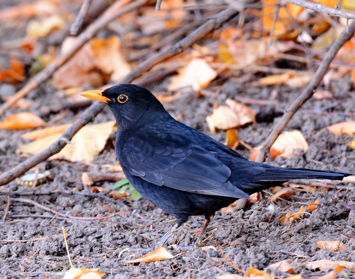 Blackbird черный Дрозд
