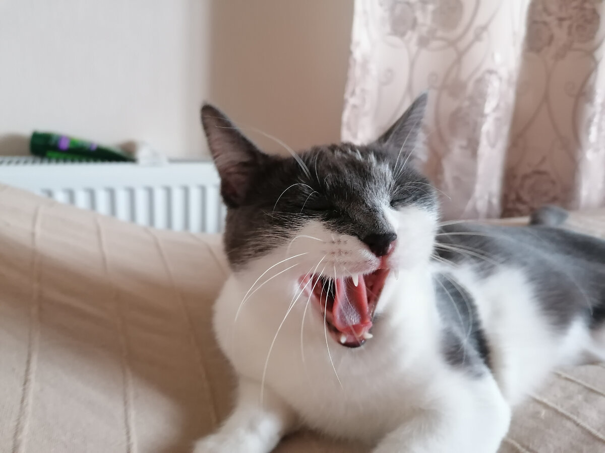 А у меня не безмятежная! Дяяядяяя Жооориииик! Иди сюда!