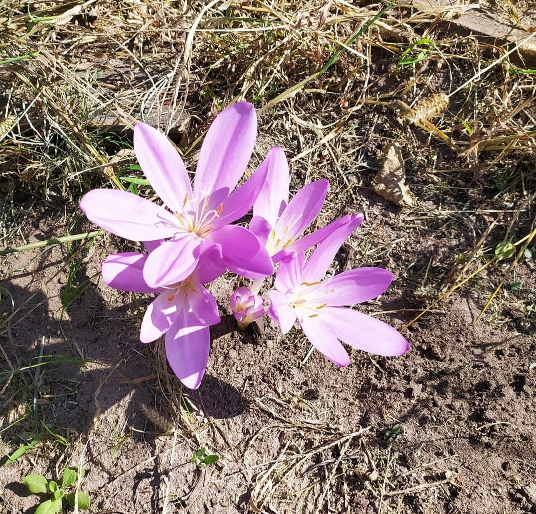 Безвременник.