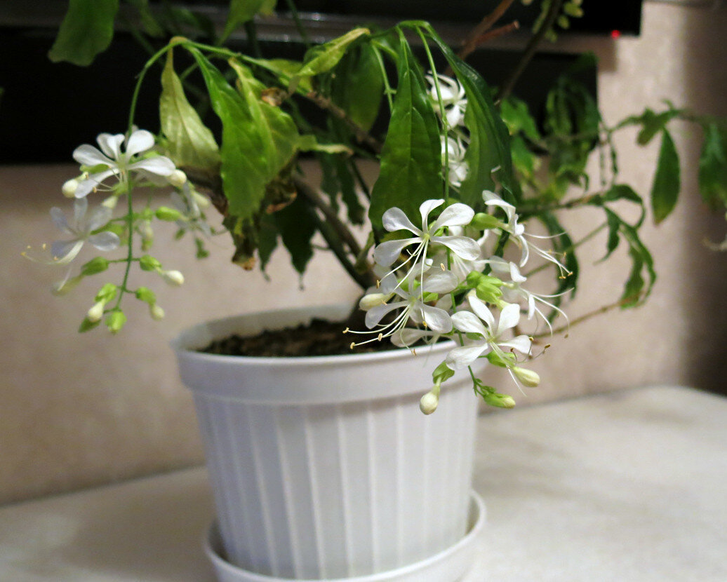 Клеродендрум Уоллича