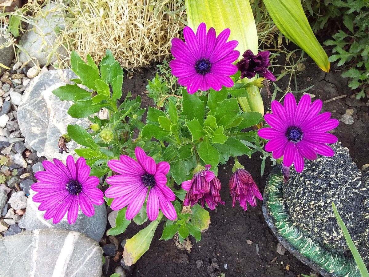 остеоспермум