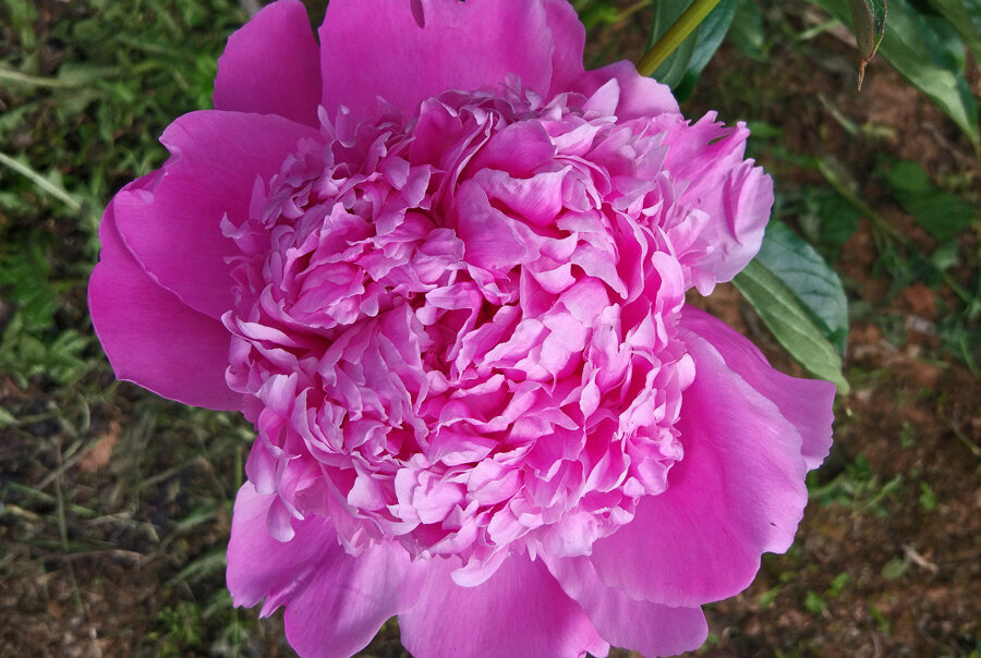 Красавец, не правда ли?