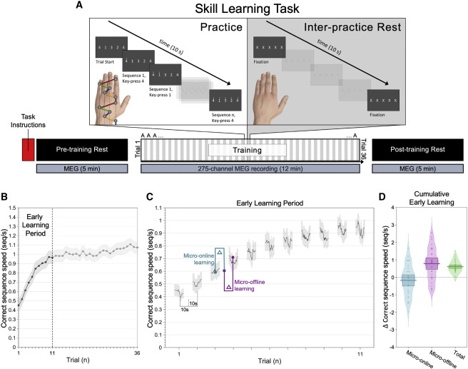 (А) Испытуемые многократно вводят последовательность 41324 левой рукой, нажимая клавишу 4 указательным пальцем, 3 средним пальцем, 2 безымянным пальцем и 1 мизинцем. Всего 36 повторений по 10 секунд на каждый с перерывами по 10 секунд между каждым повторением. Вся тренировка длилась 12 минут + по 5 минут отдыха до и после начала занятий, записанные МЭГ. (В) Кривая производительности. Навык измеряется как правильная скорость набора последовательности — seq/с. Средняя производительность быстро росла в начале обучения. 95 % всего обучения произошло в первых 1—11 испытаниях. (С) Скорость seq/с используется для количественной оценки прироста производительности во время практики (голубой) и во время отдыха (сиреневый) в ходе раннего периода обучения. (D) Скорость seq/с во время занятий (голубой), во время отдыха (сиреневый) и общее во время всего раннего обучения (зелёный). Повышение навыков происходит в промежутках между периодами бодрствования, а не во время активной практики. Толстые горизонтальные линии и связанные с ними прямоугольники показывают среднее значение по группе.