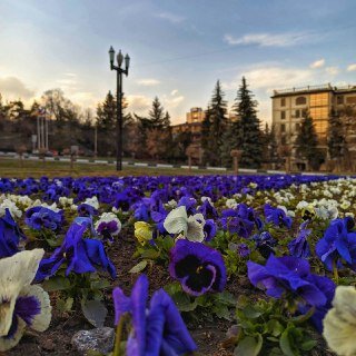Анютины глазки в самом рассвете
