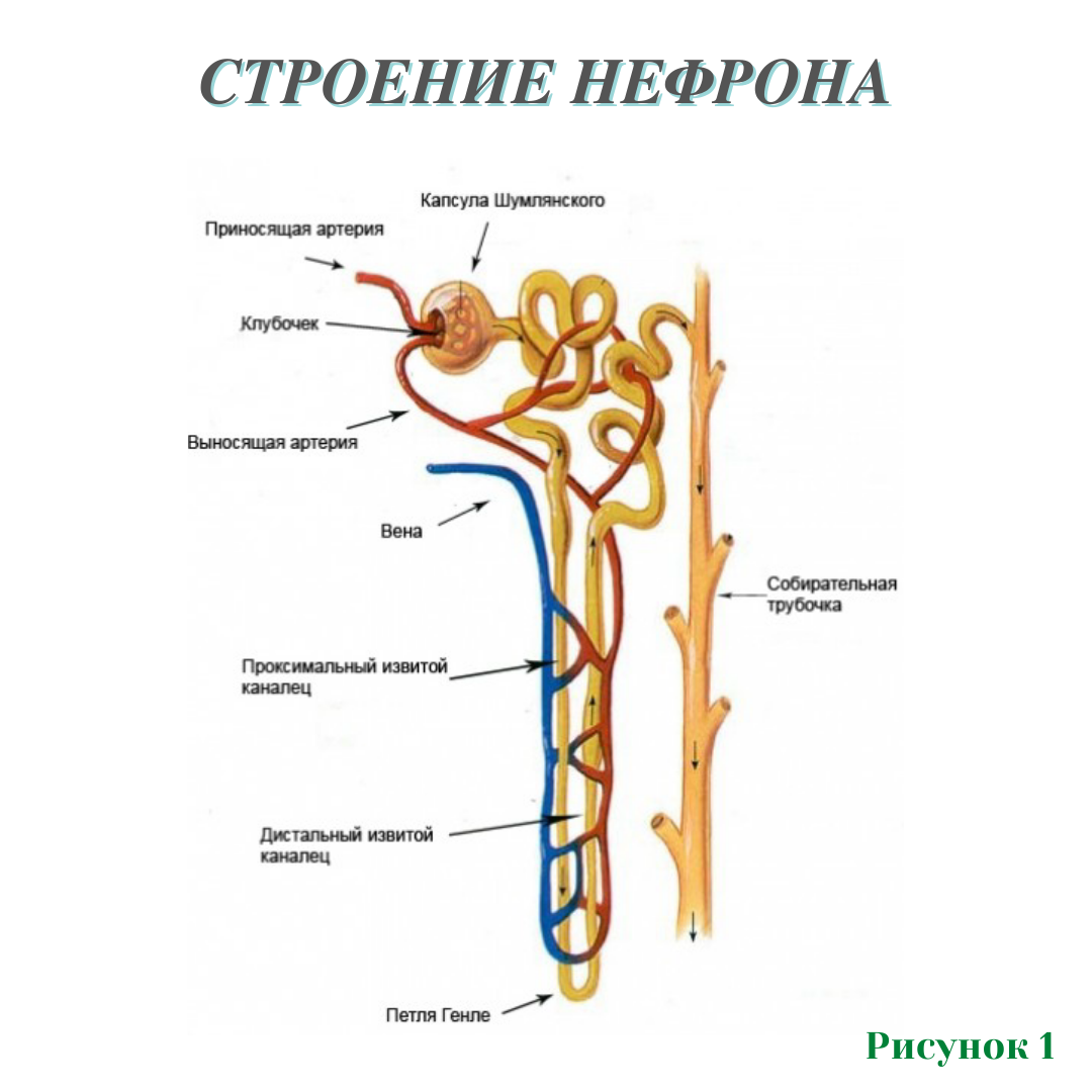 Нефрон почки