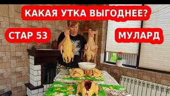 Какая утка мясная, быстро растет: стар 53 или мулард