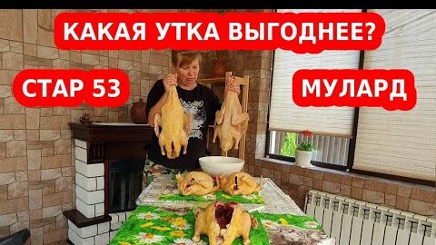 Télécharger la video: Какая утка мясная, быстро растет: стар 53 или мулард